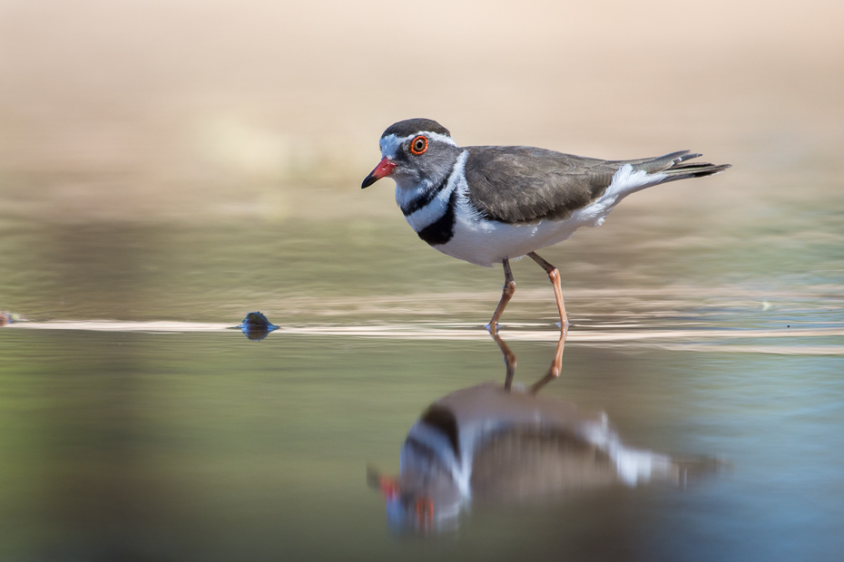  Sieweczka śniada Ptaki Nikon D7200 NIKKOR 200-500mm f/5.6E AF-S Namibia 0 ptak fauna woda dziób shorebird dzikiej przyrody ptak morski odbicie pióro charadriiformes