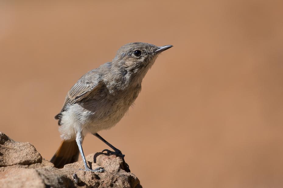  Szareczka rdzawosterna Ptaki Nikon D7200 NIKKOR 200-500mm f/5.6E AF-S Namibia 0 ptak fauna dziób strzyżyk dzikiej przyrody flycatcher starego świata pióro ranek ścieśniać Emberizidae