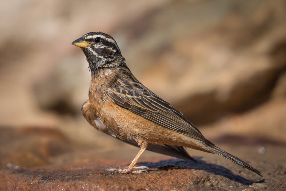  Trznadel cynamonowy Ptaki Nikon D7200 NIKKOR 200-500mm f/5.6E AF-S Namibia 0 ptak wróbel fauna dziób Wróbel zięba ptak przysiadujący dzikiej przyrody skowronek organizm