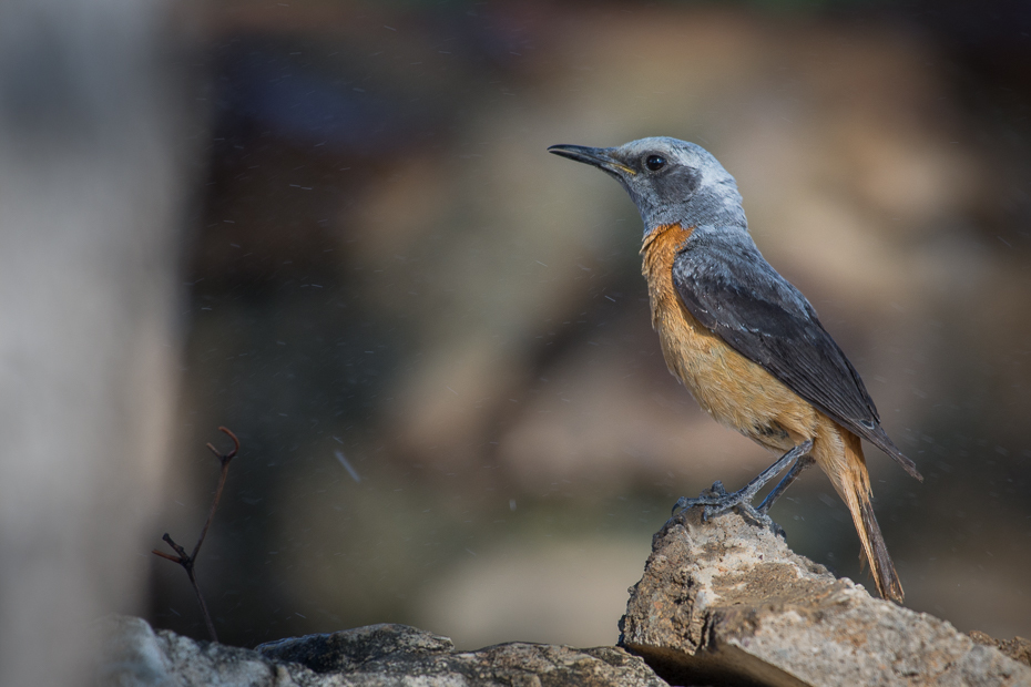  Nagórnik krótkopalcowy Ptaki Nikon D7200 NIKKOR 200-500mm f/5.6E AF-S Namibia 0 ptak fauna dziób dzikiej przyrody flycatcher starego świata ranek organizm pióro skrzydło ptak przysiadujący