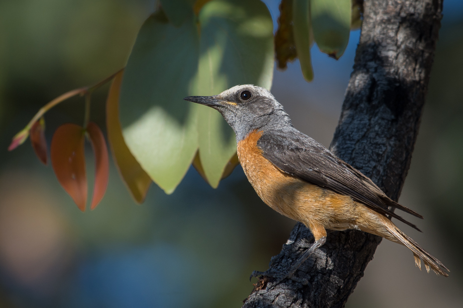  Nagórnik krótkopalcowy Ptaki Nikon D7200 NIKKOR 200-500mm f/5.6E AF-S Namibia 0 ptak dziób fauna dzikiej przyrody flycatcher starego świata strzyżyk ptak przysiadujący pióro skrzydło rudzik