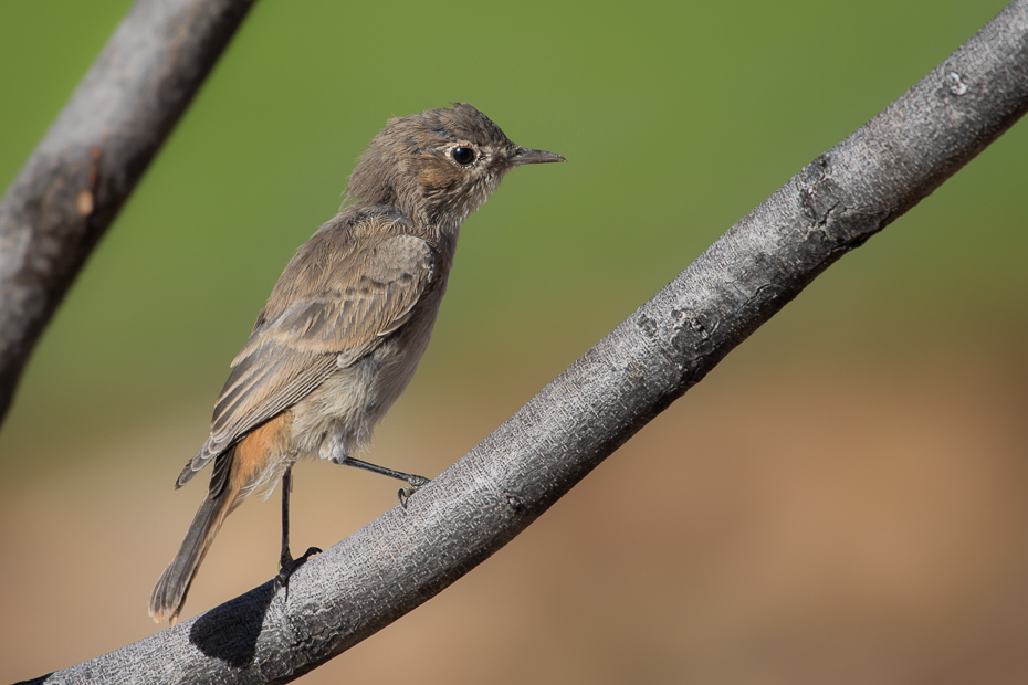  Szareczka rdzawosterna Ptaki Nikon D7200 NIKKOR 200-500mm f/5.6E AF-S Namibia 0 ptak fauna dziób dzikiej przyrody zięba flycatcher starego świata słowik zięba domowa Gałązka Emberizidae