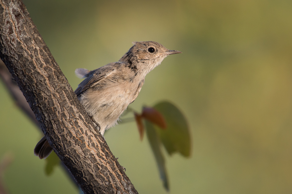  Szareczka rdzawosterna Ptaki Nikon D7200 NIKKOR 200-500mm f/5.6E AF-S Namibia 0 ptak dziób fauna dzikiej przyrody zięba słowik wróbel flycatcher starego świata ścieśniać trznadel ortolan