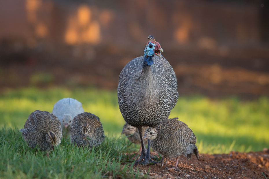  Perlica zwyczajna Ptaki Nikon D7200 NIKKOR 200-500mm f/5.6E AF-S Namibia 0 fauna ptactwo ptak dziób dzikiej przyrody galliformes trawa Ptak nielot