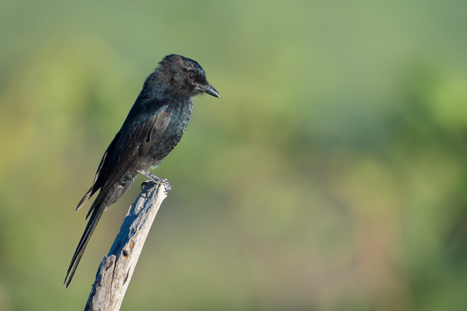  Dziwogon żałobny Ptaki Nikon D7200 NIKKOR 200-500mm f/5.6E AF-S Namibia 0 ptak fauna dzikiej przyrody dziób ranek skrzydło organizm flycatcher starego świata zięba Gałązka