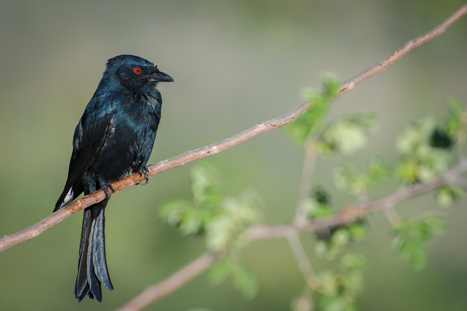  Dziwogon żałobny Ptaki Nikon D7200 NIKKOR 200-500mm f/5.6E AF-S Namibia 0 ptak dziób fauna dzikiej przyrody kos Gałązka flycatcher starego świata gałąź skrzydło cuculiformes