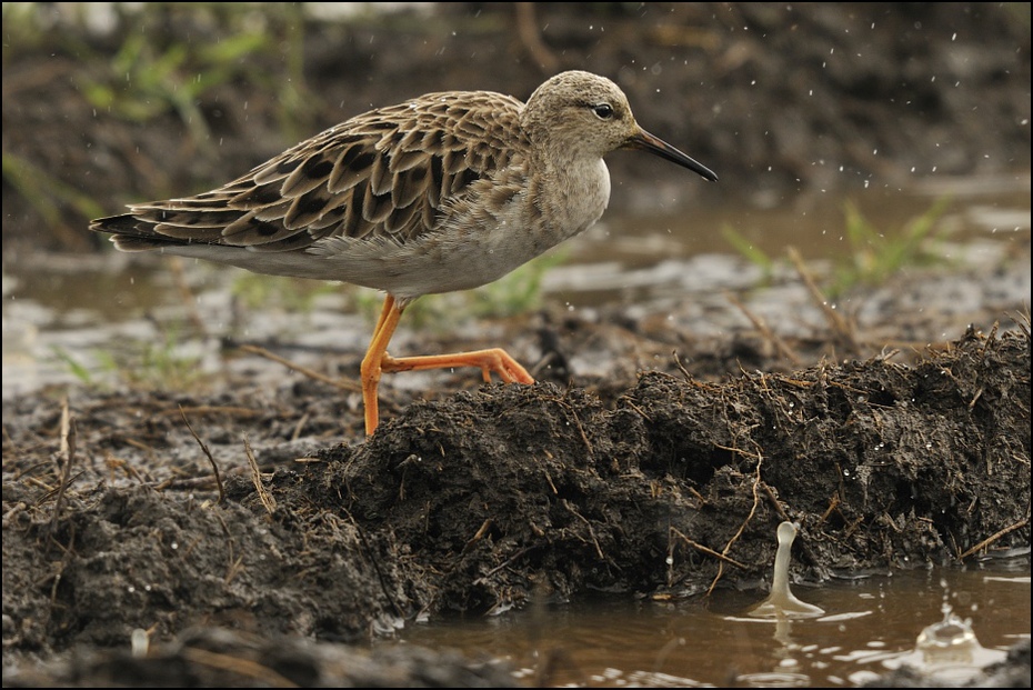  Batalion Ptaki Nikon D300 Sigma APO 500mm f/4.5 DG/HSM Tanzania 0 ptak brodziec shorebird dziób fauna dowitcher dzikiej przyrody redshank bekas Calidrid