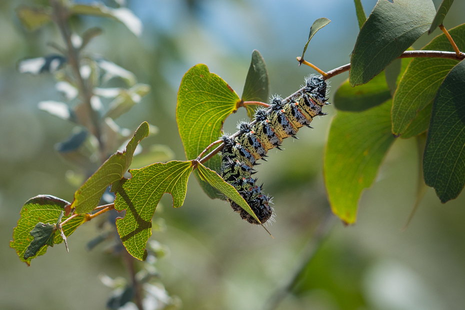  Mopani worm Ptaki Nikon D7200 NIKKOR 200-500mm f/5.6E AF-S Namibia 0 owad liść gąsienica larwa ścieśniać fotografia makro bezkręgowy organizm gałąź gonimbrasia belina