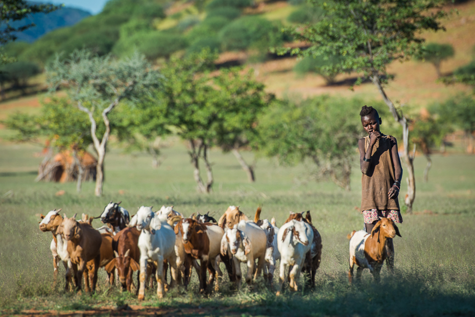  Wioska Himba Nikon D7100 AF-S Nikkor 70-200mm f/2.8G Namibia 0 stado łąka pastwisko obszar wiejski ranczo dzikiej przyrody bydło takie jak ssak herder trawa wypas