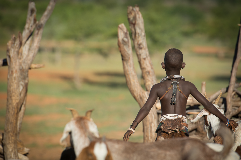  Wioska Himba Nikon D7100 AF-S Nikkor 70-200mm f/2.8G Namibia 0 dzikiej przyrody drzewo obszar wiejski juczne zwierzę żywy inwentarz plemię