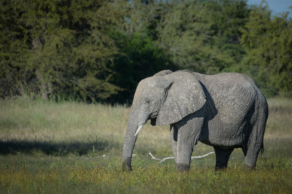  Słoń afrykański Ssaki Nikon D7200 NIKKOR 200-500mm f/5.6E AF-S Namibia 0 słoń słonie i mamuty dzikiej przyrody zwierzę lądowe łąka słoń indyjski fauna rezerwat przyrody Słoń afrykański trawa