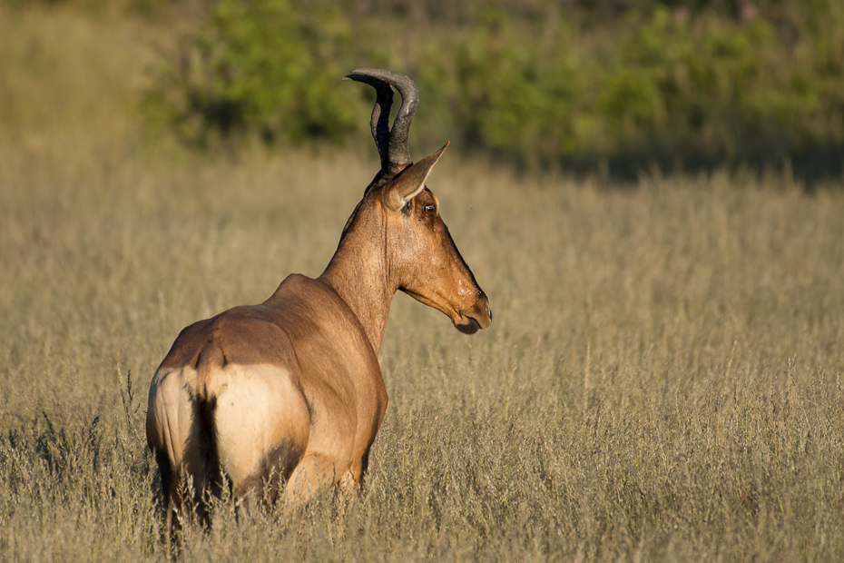  Antylopa krowia Ssaki Nikon D7200 NIKKOR 200-500mm f/5.6E AF-S Namibia 0 dzikiej przyrody fauna łąka ekosystem antylopa zwierzę lądowe róg hartebeest springbok trawa