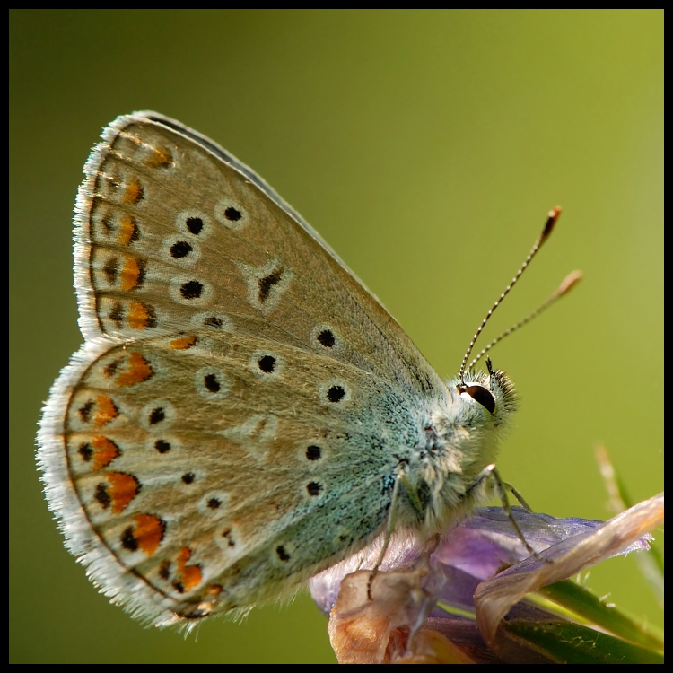  Motyl Motyle Nikon D200 AF-S Micro-Nikkor 105mm f/2.8G IF-ED Makro motyl ćmy i motyle owad Lycaenid bezkręgowy Pędzelek motyl zapylacz fauna fotografia makro organizm