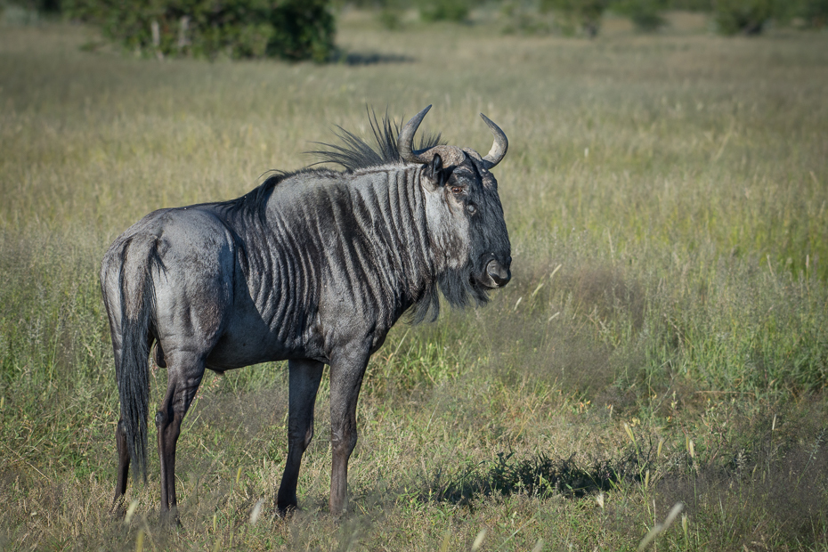  Antylopa Gnu Ssaki Nikon D7200 NIKKOR 200-500mm f/5.6E AF-S Namibia 0 dzikiej przyrody gnu zwierzę lądowe fauna łąka rezerwat przyrody sawanna safari Park Narodowy trawa