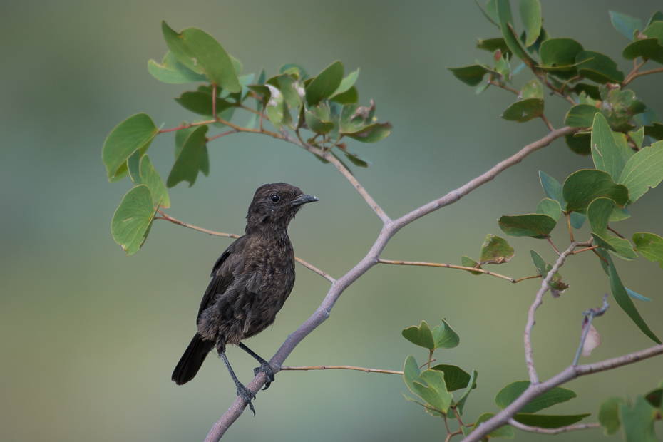  Smolarek łuskowany Ptaki Nikon D7200 NIKKOR 200-500mm f/5.6E AF-S Namibia 0 ptak fauna dziób flora gałąź liść pióro drzewo dzikiej przyrody Gałązka