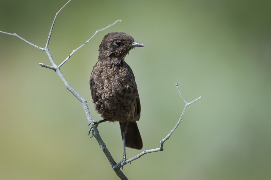  Smolarek łuskowany Ptaki Nikon D7200 NIKKOR 200-500mm f/5.6E AF-S Namibia 0 ptak fauna dziób dzikiej przyrody strzyżyk pióro Gałązka skrzydło organizm kos