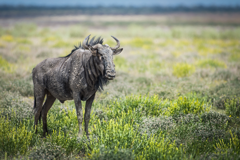  Antylopa Gnu Ssaki Nikon D7200 NIKKOR 200-500mm f/5.6E AF-S Namibia 0 dzikiej przyrody fauna łąka gnu trawa zwierzę lądowe bydło takie jak ssak sawanna pastwisko preria