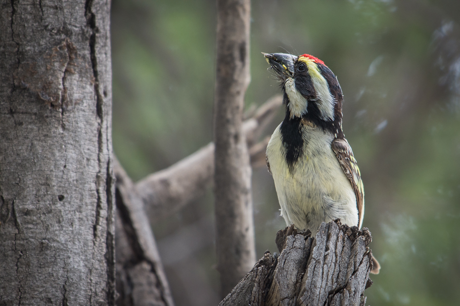  Głowaczek białolicy Ptaki Nikon D7200 NIKKOR 200-500mm f/5.6E AF-S Namibia 0 ptak dziób fauna drzewo dzięcioł piciformes dzikiej przyrody bagażnik samochodowy