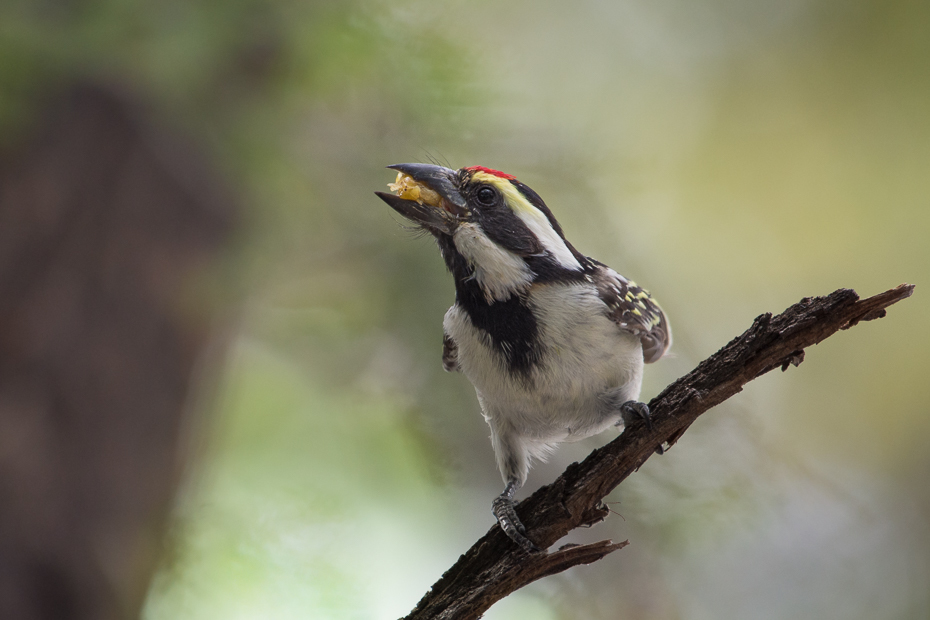  Głowaczek białolicy Ptaki Nikon D7200 NIKKOR 200-500mm f/5.6E AF-S Namibia 0 ptak dziób fauna dzikiej przyrody ścieśniać zięba organizm brambling piciformes flycatcher starego świata