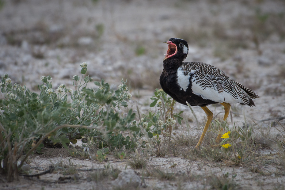  Dropik jasnoskrzydły Ptaki Nikon D7200 NIKKOR 200-500mm f/5.6E AF-S Namibia 0 ptak ekosystem fauna dziób dzikiej przyrody ecoregion wodny ptak shorebird