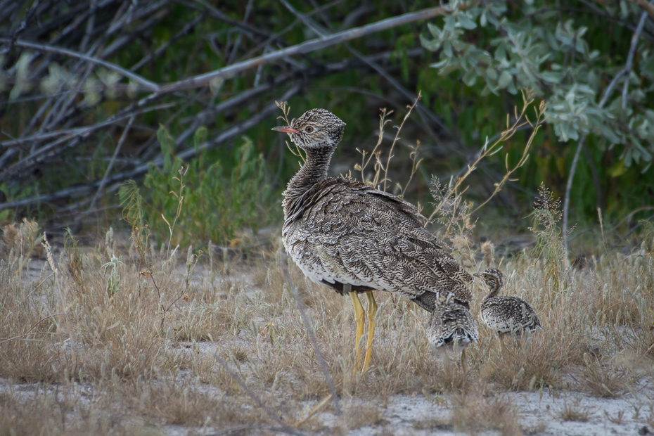  Dropik jasnoskrzydły Ptaki Nikon D7200 NIKKOR 200-500mm f/5.6E AF-S Namibia 0 ekosystem fauna ptak dzikiej przyrody galliformes pardwa ecoregion dziób trawa rodzina traw