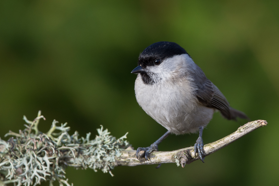  Czarnogłówka Ptaki sikorka czarnogłówka ptaki Nikon D7200 Sigma 150-600mm f/5-6.3 HSM Zwierzęta ptak fauna dziób dzikiej przyrody flycatcher starego świata chickadee ptak przysiadujący Emberizidae organizm wróbel