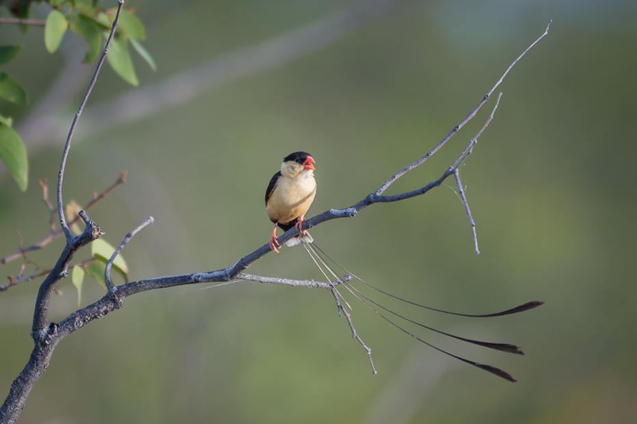  Wdówka królewska Ptaki Nikon D7200 NIKKOR 200-500mm f/5.6E AF-S Namibia 0 ptak fauna dziób zięba gałąź dzikiej przyrody Gałązka flycatcher starego świata ptak przysiadujący Emberizidae