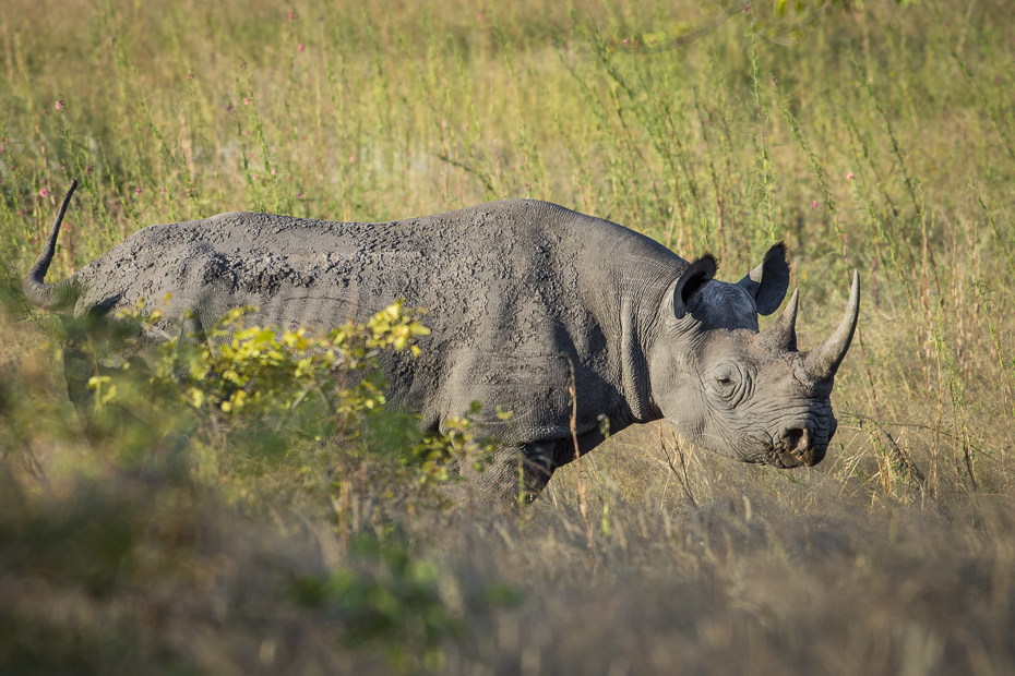  Nosorożec Ssaki Nikon D7200 NIKKOR 200-500mm f/5.6E AF-S Namibia 0 dzikiej przyrody nosorożec łąka fauna pustynia zwierzę lądowe trawa safari róg Park Narodowy