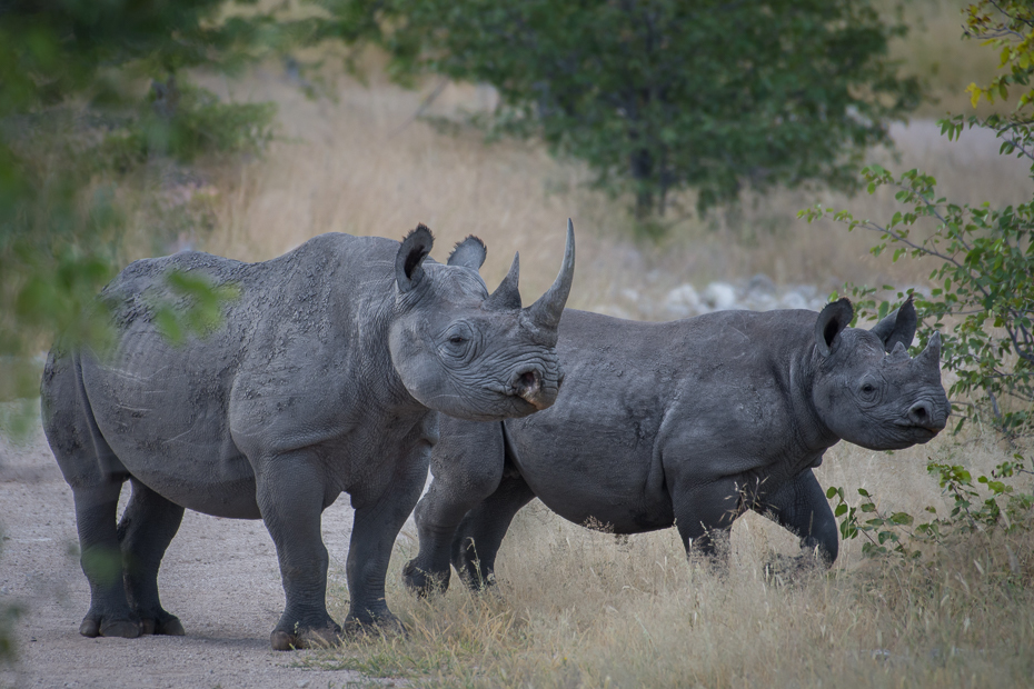  Nosorożce Ssaki Nikon D7200 NIKKOR 200-500mm f/5.6E AF-S Namibia 0 nosorożec zwierzę lądowe dzikiej przyrody ssak fauna pysk trawa safari Park Narodowy