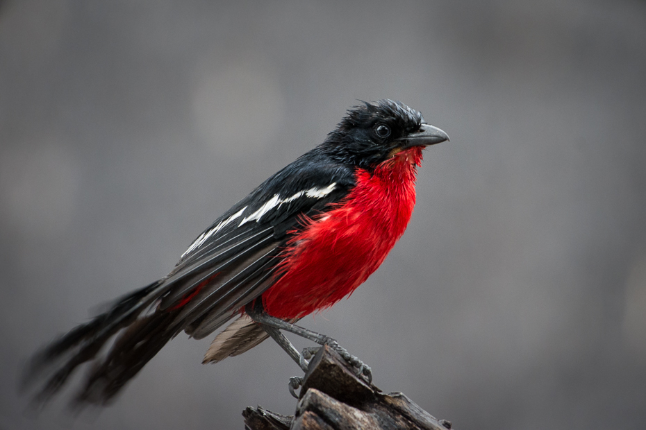  Dzierzyk purpurowy Ptaki Nikon D7200 NIKKOR 200-500mm f/5.6E AF-S Namibia 0 ptak czerwony dziób fauna pióro ścieśniać dzikiej przyrody skrzydło flycatcher starego świata