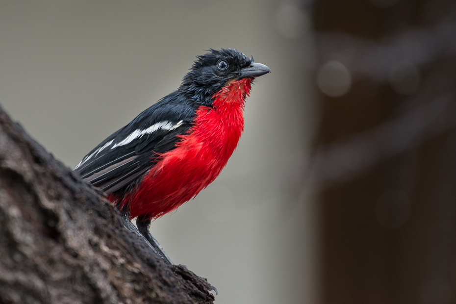  Dzierzyk purpurowy Ptaki Nikon D7200 NIKKOR 200-500mm f/5.6E AF-S Namibia 0 ptak czerwony dziób fauna flycatcher starego świata ścieśniać dzikiej przyrody pióro kardynał