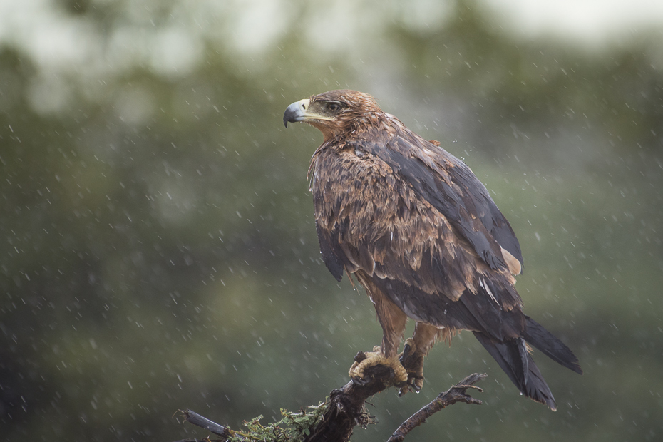  Orzeł sawannowy Ptaki Nikon D7200 NIKKOR 200-500mm f/5.6E AF-S Namibia 0 ptak orzeł ptak drapieżny ekosystem fauna dziób accipitriformes dzikiej przyrody myszołów jastrząb