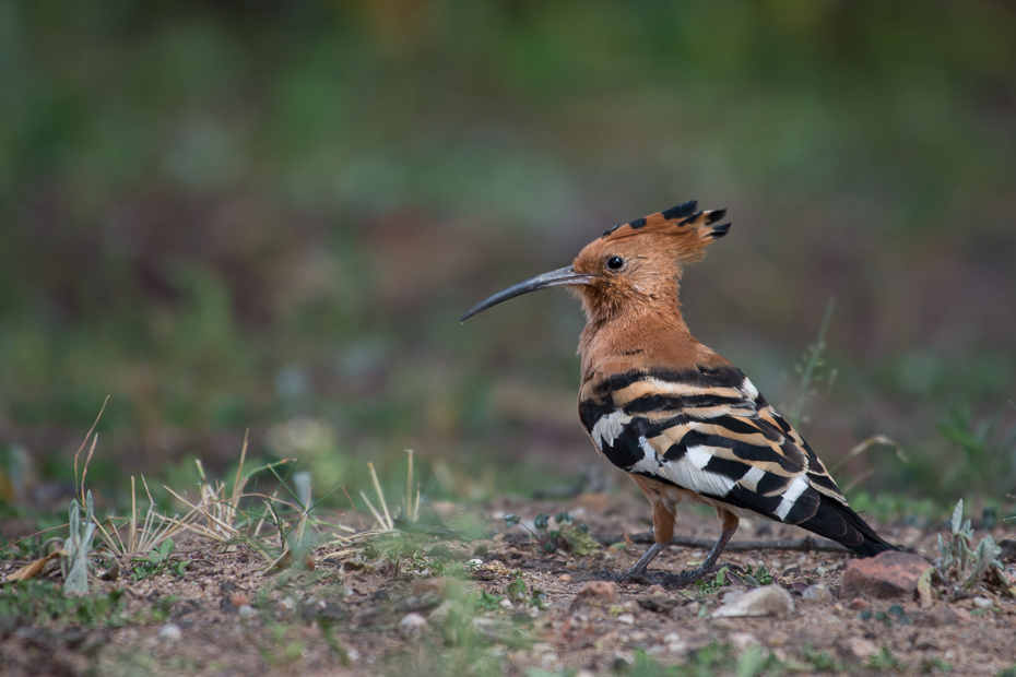  Dudek afrykański Ptaki Nikon D7200 NIKKOR 200-500mm f/5.6E AF-S Namibia 0 ptak dzikiej przyrody ekosystem fauna dziób organizm flycatcher starego świata ecoregion trawa