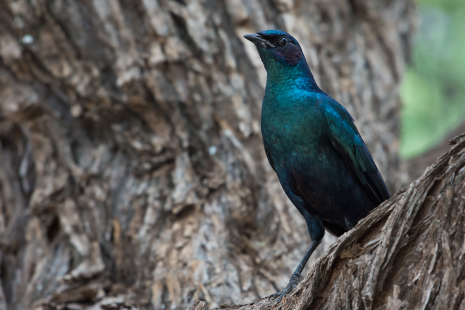  Błyszczak krępy Ptaki Nikon D7200 NIKKOR 200-500mm f/5.6E AF-S Namibia 0 ptak fauna dziób pióro dzikiej przyrody organizm