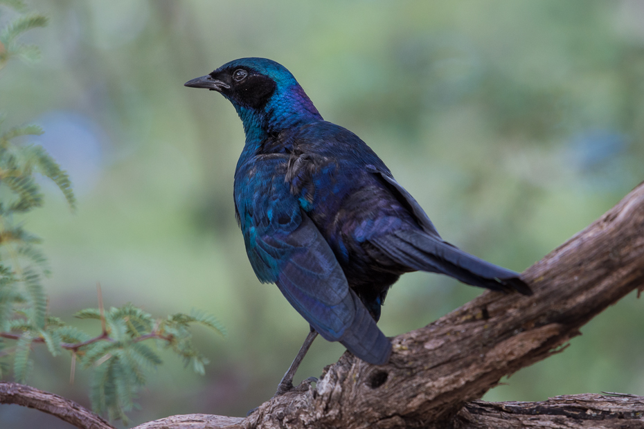  Błyszczak krępy Ptaki Nikon D7200 NIKKOR 200-500mm f/5.6E AF-S Namibia 0 ptak fauna dziób organizm pióro dzikiej przyrody kos ptak przysiadujący cuculiformes sójka