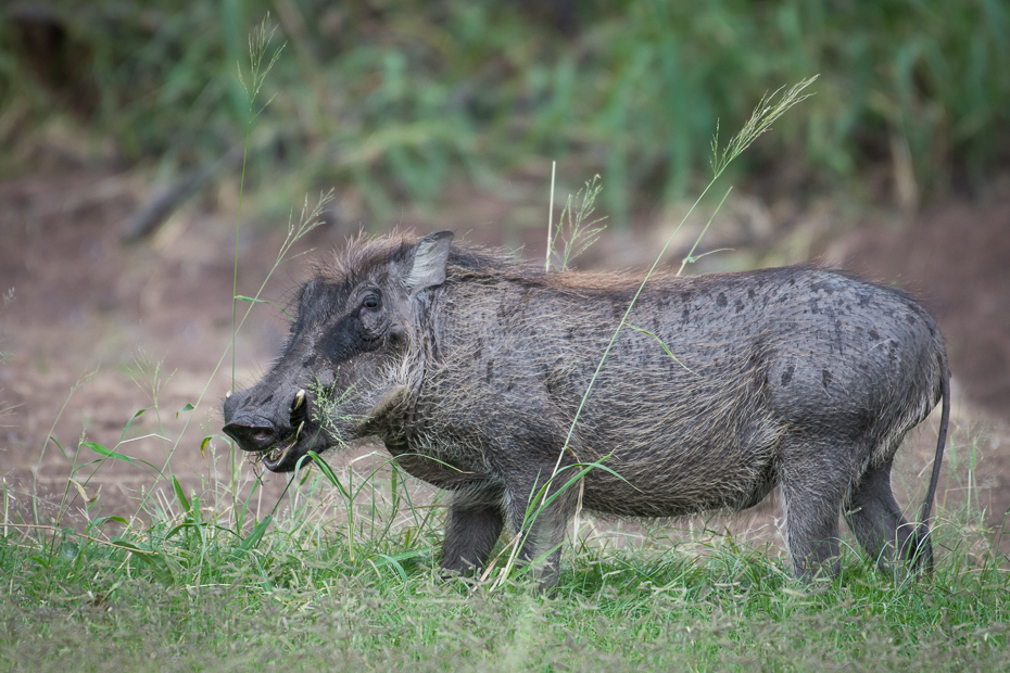  Guziec Ssaki Nikon D7200 NIKKOR 200-500mm f/5.6E AF-S Namibia 0 świnia jak ssak świnia dzikiej przyrody fauna ssak dzika zwierzę lądowe pekari trawa