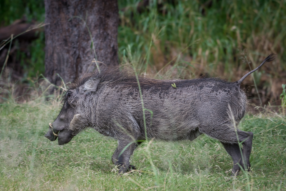  Guziec Ssaki Nikon D7200 NIKKOR 200-500mm f/5.6E AF-S Namibia 0 dzikiej przyrody świnia jak ssak świnia fauna ssak dzika pekari trawa pysk