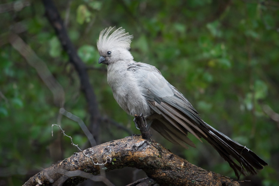  Hałaśnik szary Ptaki Nikon D7200 NIKKOR 200-500mm f/5.6E AF-S Namibia 0 ptak fauna dziób dzikiej przyrody pióro drzewo organizm papuga skrzydło