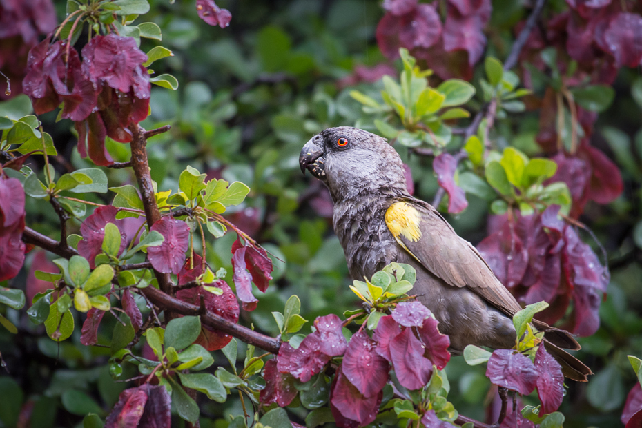  Afrykanka niebieskorzytna Ptaki Nikon D7200 NIKKOR 200-500mm f/5.6E AF-S Namibia 0 flora fauna kwiat ptak roślina dziób wiosna gałąź dzikiej przyrody