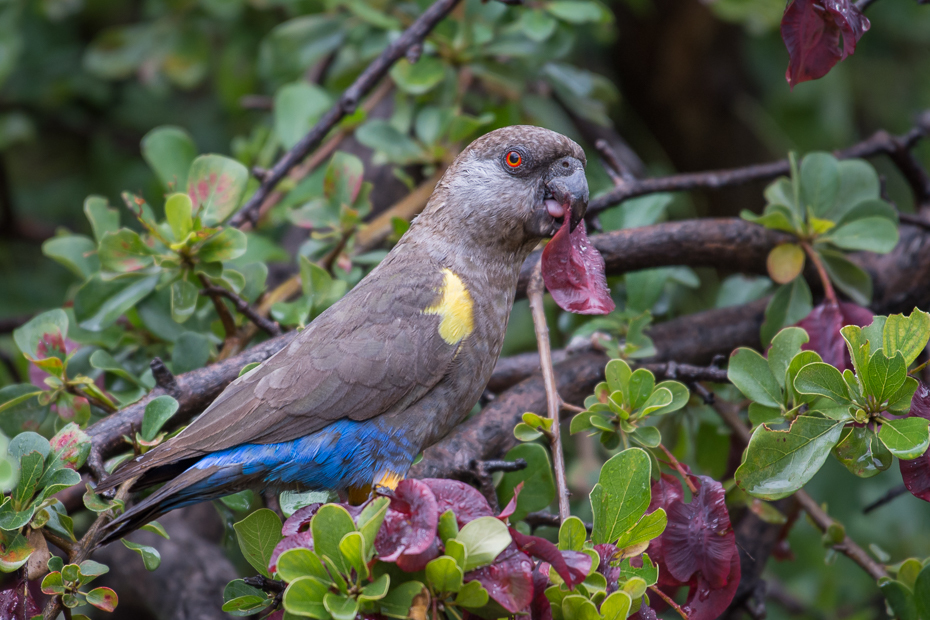  Afrykanka niebieskorzytna Ptaki Nikon D7200 NIKKOR 200-500mm f/5.6E AF-S Namibia 0 ptak fauna papuga dziób flora dzikiej przyrody papuga długoogonowa organizm zwykła papuga dla zwierząt domowych ara