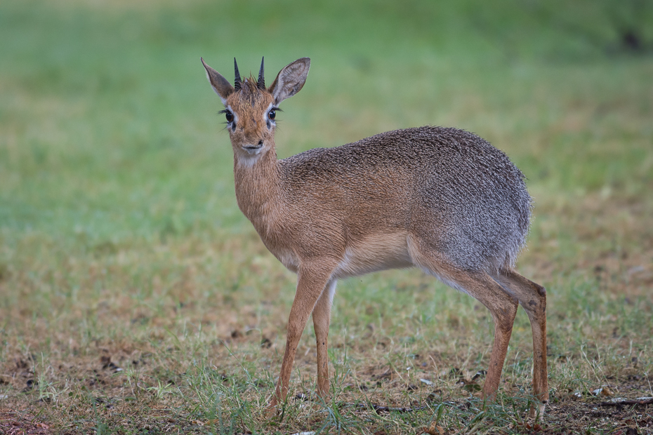  Kirk's Dikdik Ssaki Nikon D7200 NIKKOR 200-500mm f/5.6E AF-S Namibia 0 dzikiej przyrody zwierzę lądowe fauna ssak jeleń antylopa pustynia gazela łąka organizm