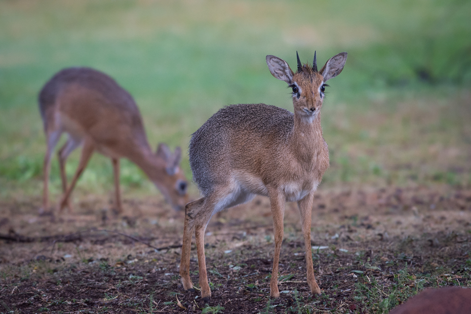  Kirk's Dikdik Ssaki Nikon D7200 NIKKOR 200-500mm f/5.6E AF-S Namibia 0 dzikiej przyrody fauna ssak zwierzę lądowe jeleń gazela antylopa organizm trawa piżmowcowate