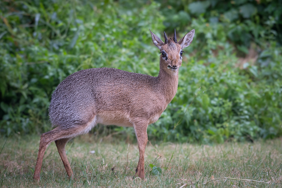  Kirk's Dikdik Ssaki Nikon D7200 NIKKOR 200-500mm f/5.6E AF-S Namibia 0 dzikiej przyrody jeleń fauna ssak zwierzę lądowe trawa piżmowcowate organizm antylopa Sarna z bialym ogonem