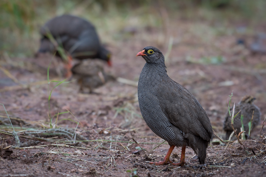  Frankolin krasnodzioby Ptaki Nikon D7200 NIKKOR 200-500mm f/5.6E AF-S Namibia 0 ptak fauna ekosystem galliformes dziób dzikiej przyrody organizm pardwa trawa