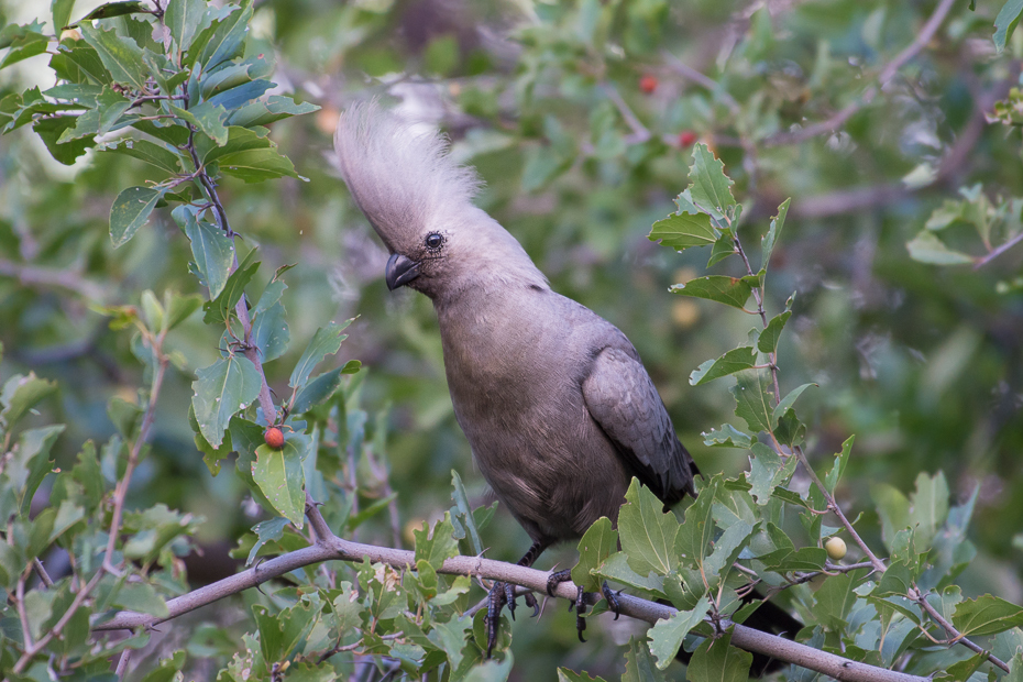  Hałaśnik szary Ptaki Nikon D7200 NIKKOR 200-500mm f/5.6E AF-S Namibia 0 ptak fauna dziób flora dzikiej przyrody drzewo organizm gałąź cuculiformes stock photography gołąb