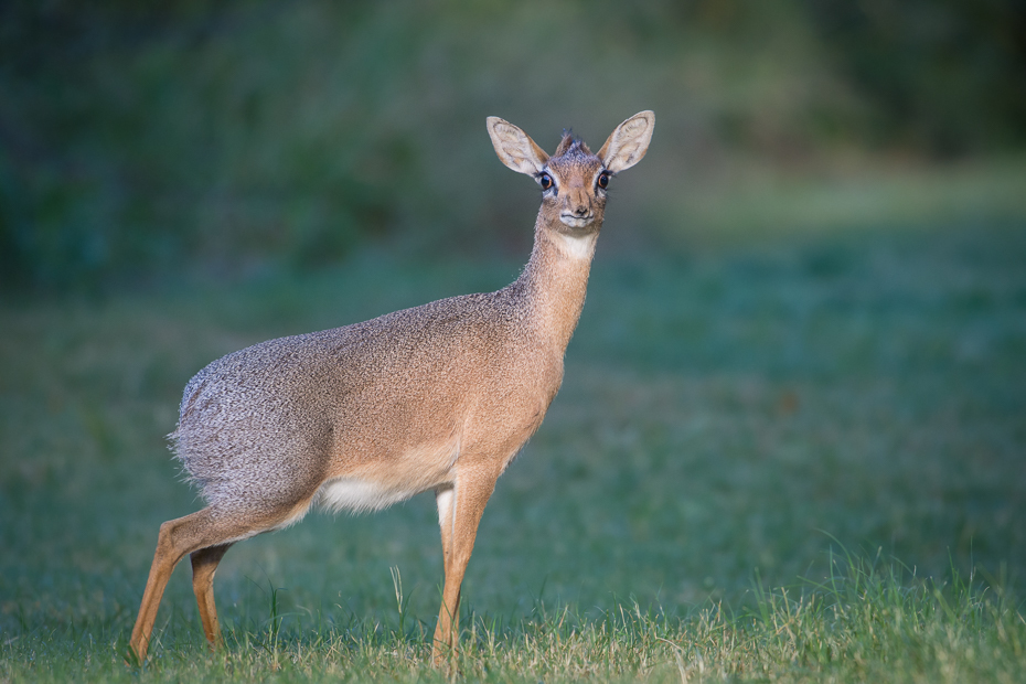  Kirk's Dikdik Ptaki Nikon D7200 NIKKOR 200-500mm f/5.6E AF-S Namibia 0 dzikiej przyrody jeleń fauna ssak zwierzę lądowe Sarna z bialym ogonem trawa organizm piżmowcowate łąka