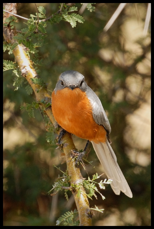  Mucharka srebrna Ptaki mucharka ptaki Nikon D200 Sigma APO 500mm f/4.5 DG/HSM Kenia 0 ptak fauna dziób flycatcher starego świata zięba ptak przysiadujący drzewo rudzik organizm dzikiej przyrody