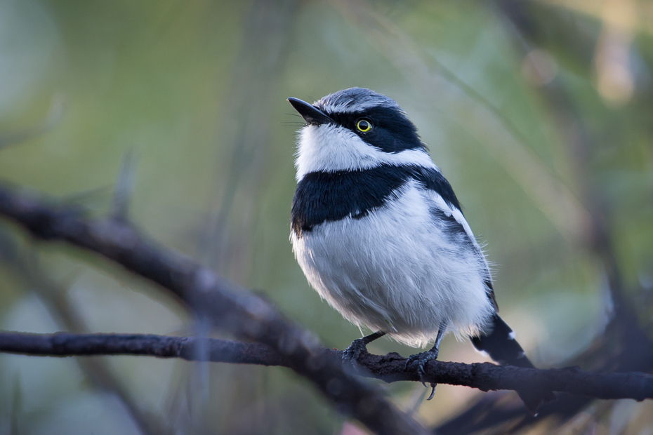  Krępnik szaroboczny Ptaki Nikon D7200 NIKKOR 200-500mm f/5.6E AF-S Namibia 0 ptak dziób fauna dzikiej przyrody pióro gałąź chickadee drzewo flycatcher starego świata organizm