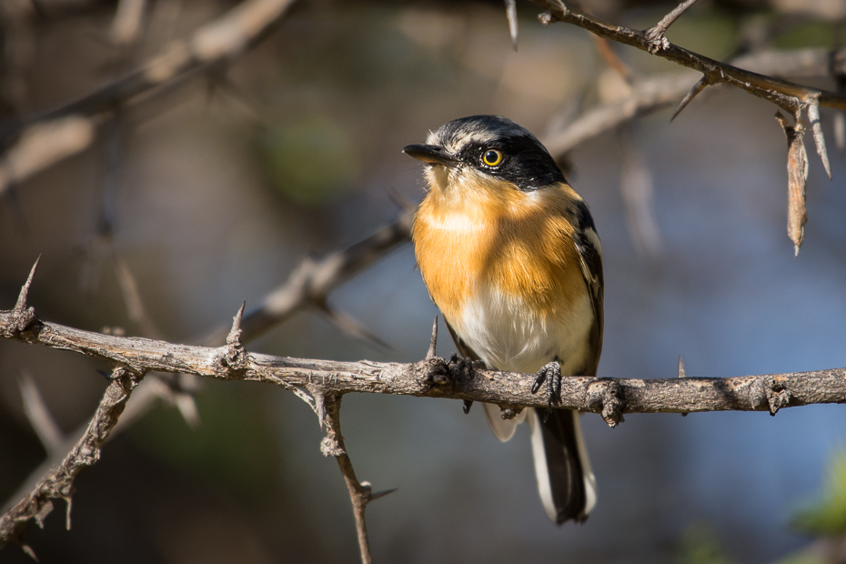  Krępnik szaroboczny Ptaki Nikon D7200 NIKKOR 200-500mm f/5.6E AF-S Namibia 0 ptak dziób fauna dzikiej przyrody gałąź flycatcher starego świata zięba drzewo organizm Gałązka