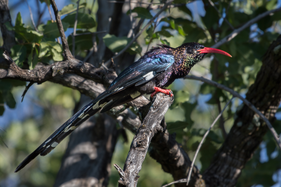  Sierpodudek fioletowy Ptaki Nikon D7200 NIKKOR 200-500mm f/5.6E AF-S Namibia 0 ptak ekosystem dziób fauna drzewo dzikiej przyrody roślina coraciiformes cuculiformes piciformes